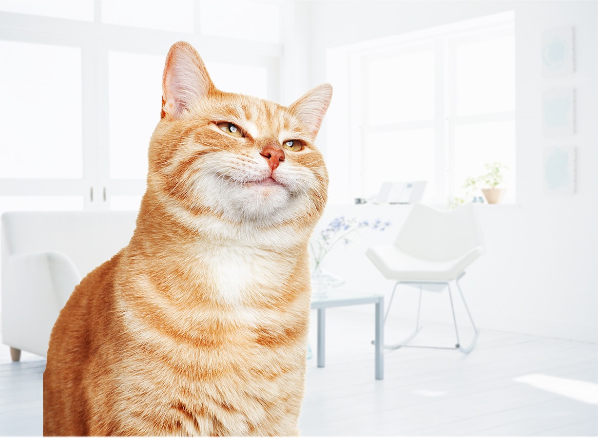 Pet Cat - Best In Show - Best Pet Food For Your Pet