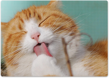 Future - Best In Show - Best Pet Food For Your Pet