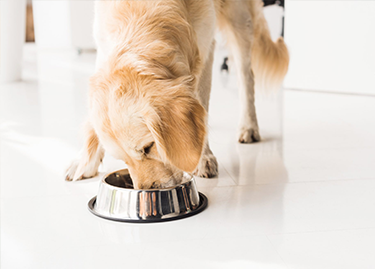 Bowl - Best In Show - Best Pet Food For Your Pet