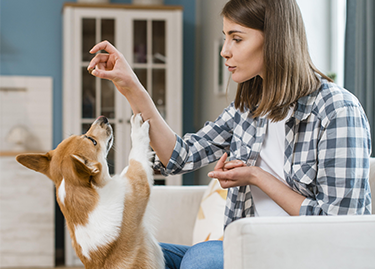 Every Day - Best In Show - Best Pet Food For Your Pet