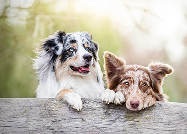 Holistic - Best In Show - Best Pet Food For Your Pet
