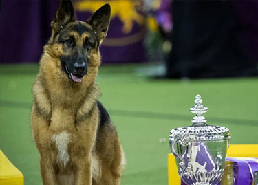 Show Dogs - Best In Show - Best Pet Food For Your Pet