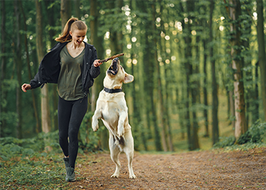 Special Needs Food - Best In Show - Best Pet Food For Your Pet