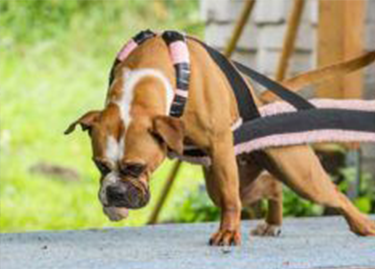 Speciality - Best In Show - Best Pet Food For Your Pet