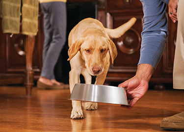 Economy - Best In Show - Best Pet Food For Your Pet