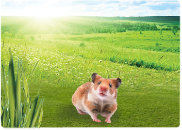 Hamster - Best In Show - Best Pet Food For Your Pet