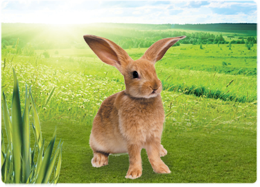 Rabbit - Best In Show - Best Pet Food For Your Pet