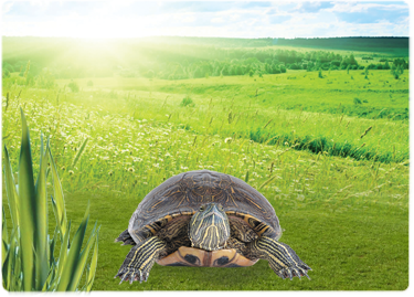 Turtle - Best In Show - Best Pet Food For Your Pet